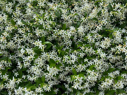 Fondants de cire parfumée Jasmin