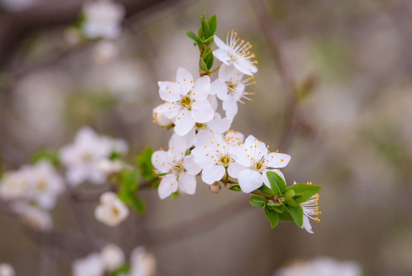 Suspension de cire parfumée Fleur d'oranger (2 en 1)