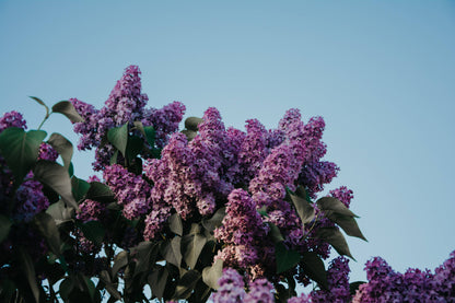 Suspension de cire parfumée Lilas (2 en 1)