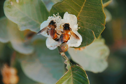 Suspension de cire parfumée Fleur d'oranger (2 en 1)