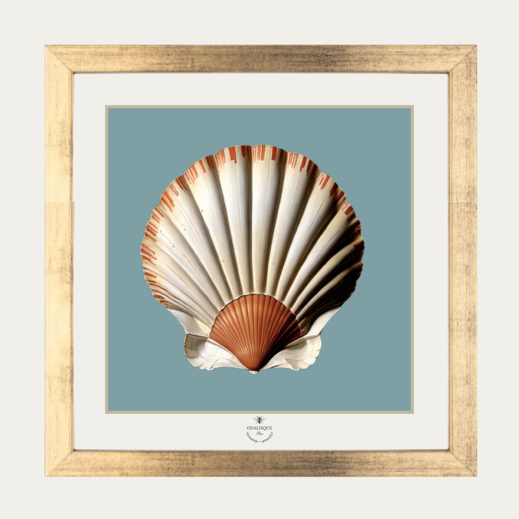 Pack cadre + illustration Coquille St Jacques fond bleu