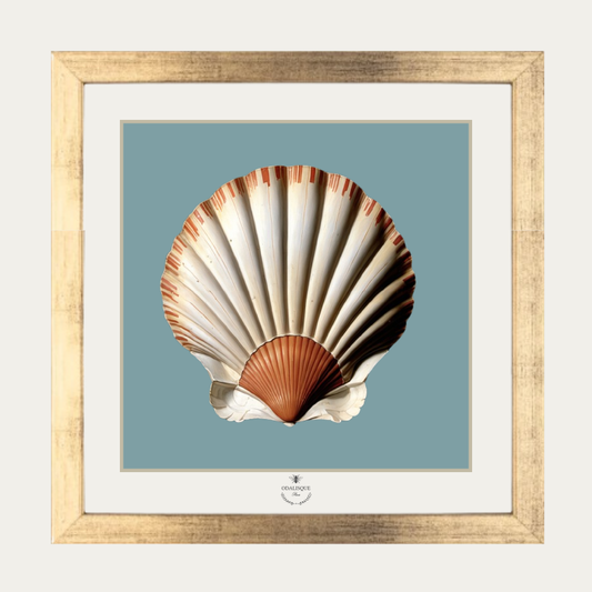 Pack cadre + illustration Coquille St Jacques fond bleu