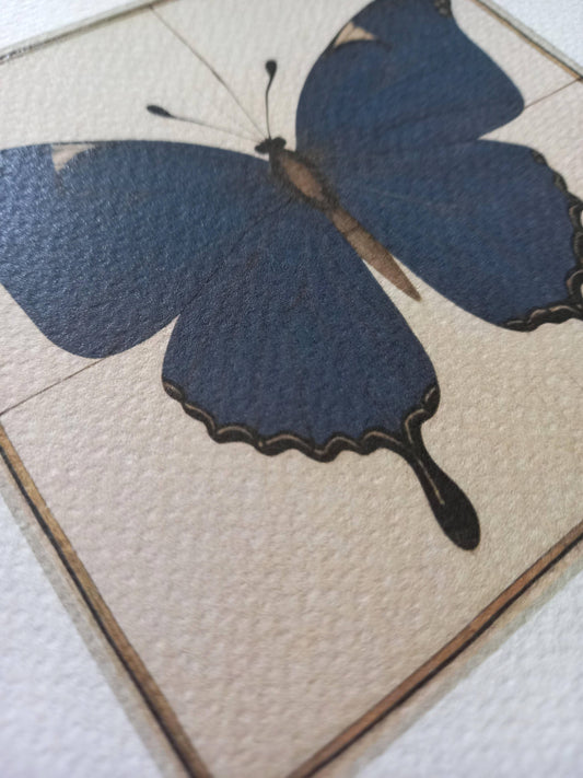 Pack cadre + illustration Papillon Bleu